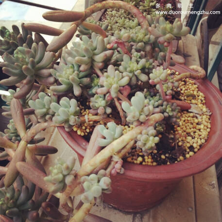 蓝色惊喜多肉老桩图片,多肉红梅老桩图片大全