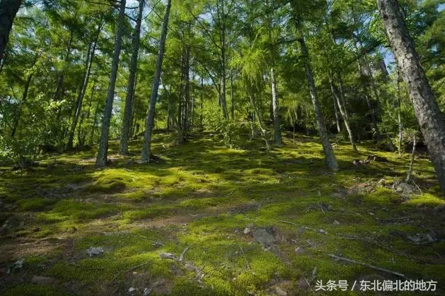 夏季黑龙江最美景区,黑龙江避暑最佳城市