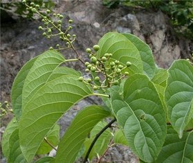 室内的小昆虫怎么消灭,如何清除室内虫子