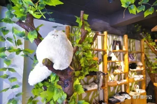 毕业了，我们去丽江吧附：毕业旅行青旅推介