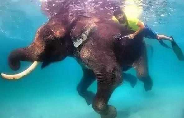 沙特最帅王子哈曼丹,阿联酋王子哈曼丹照片