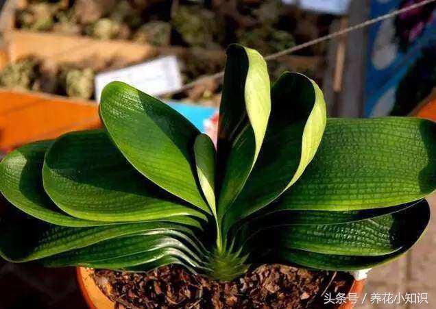 室内养的君子兰一般很难开花,养花小妙招君子兰怎么养