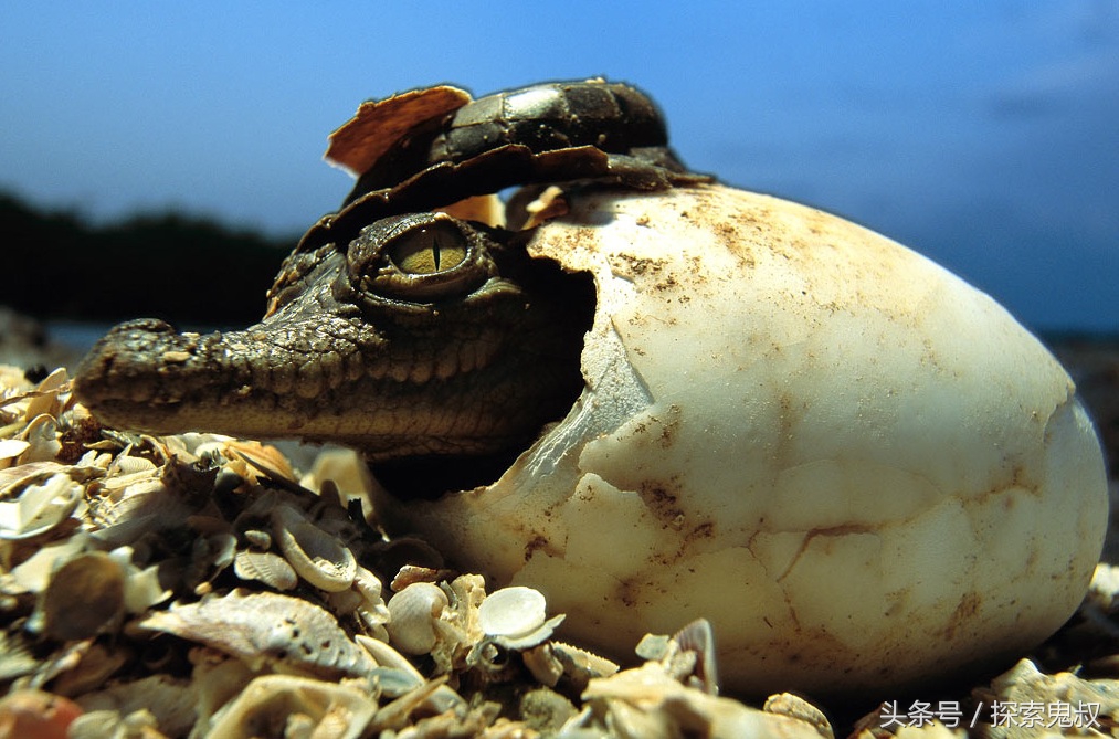 咬合力最强的动物鳄鱼,鳄鱼系列上咬合力最强的动物