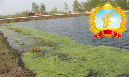 水稻百科知识,水稻上有白色条纹