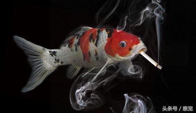 养着宠物还抽烟,你是拿它们的小命儿来燃烧!