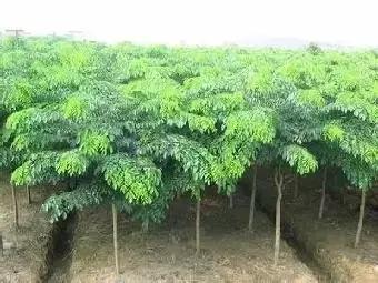 小叶紫檀盆景有什么观赏价值,小叶紫檀盆栽做手串