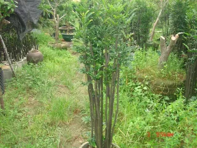 小叶紫檀盆景有什么观赏价值,小叶紫檀盆栽做手串