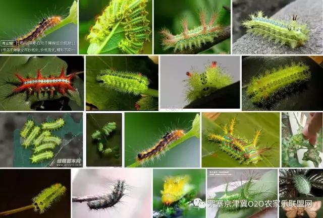 今年夏天，承德有种很小的动物，此神兽攻击力极强摸一下，神魂颠倒，还能吃？而且价格不菲！