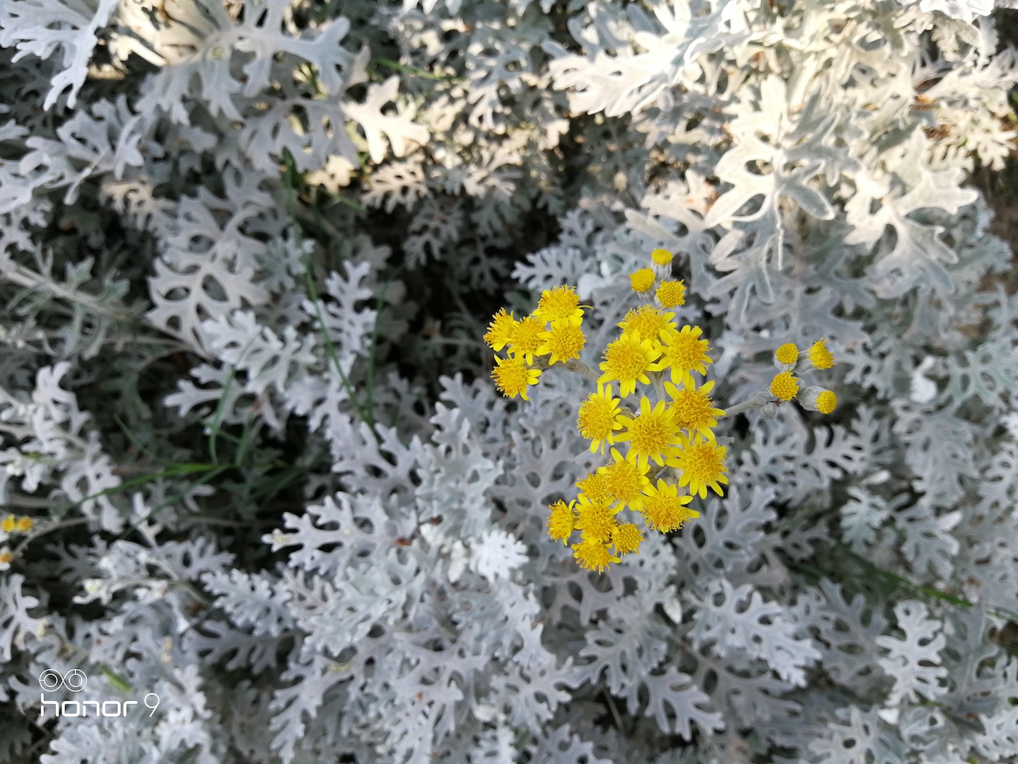 荣耀9xemui10体验,荣耀9体验