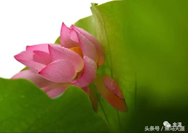 君子如荷出淤泥而不染图片,荷出淤泥而不染的隶书