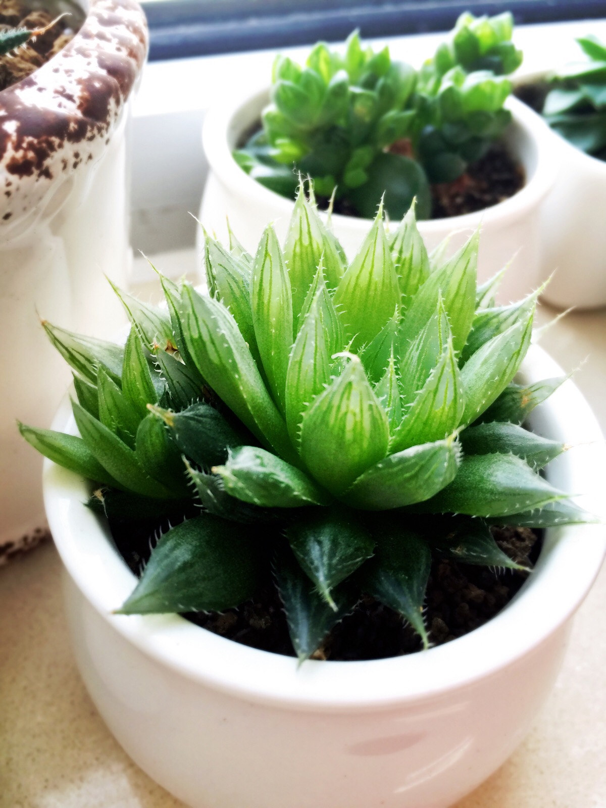 多肉除甲醛最有效的方法,多肉除甲醛最好的方法