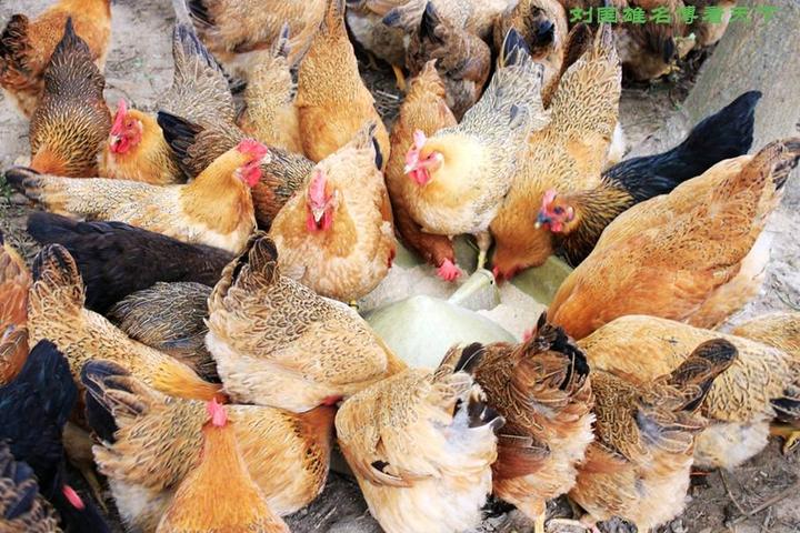 游机鸡是什么东西？吸引一群厨王跑到南宁农村吃