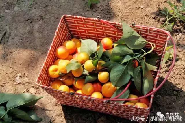 呼和浩特摘杏一日游,呼和浩特乌素图摘杏的地方