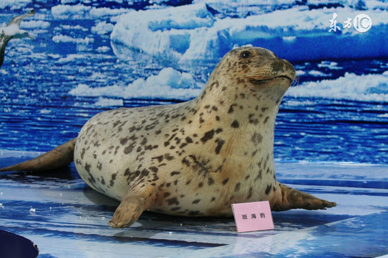 大人们忘记了，男人们不知道，我们小姑娘的辫子被扎太紧了有多疼