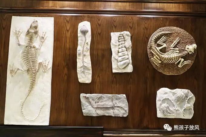 常州恐龙园住宿加门票攻略带孩子,带娃常州中华恐龙园