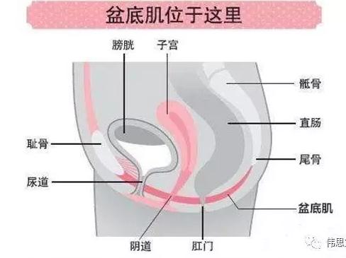 剖宫产有必要去医院做盆底康复吗,剖宫产需要做盆腔恢复吗