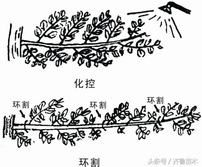 夏季果树环剥要慎重，不是所有果树都可以环剥哦！（附各类果树环剥操作技术）