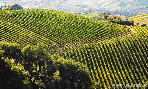 意大利葡萄酒品酒笔记-宝丽·费拉红葡萄酒