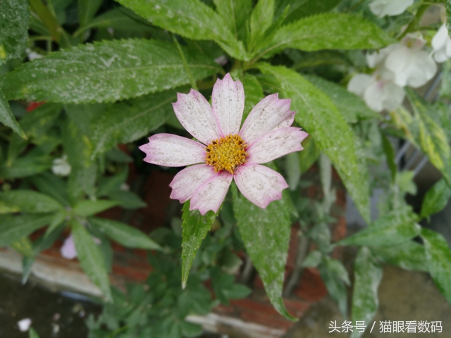 努比亚z17mini评价,努比亚z17mini手机好用不