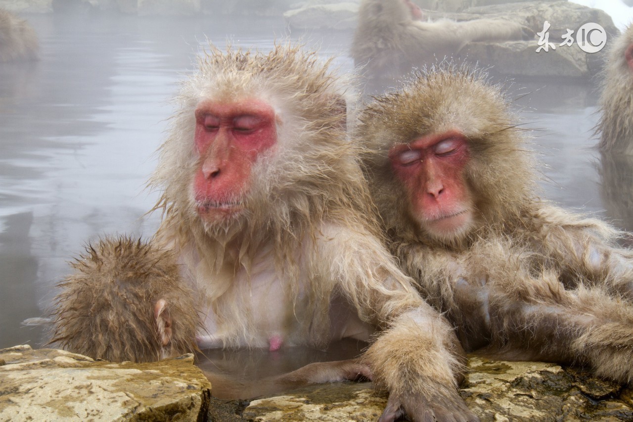 属猴的哪个月命苦,属猴的命苦哪几个月