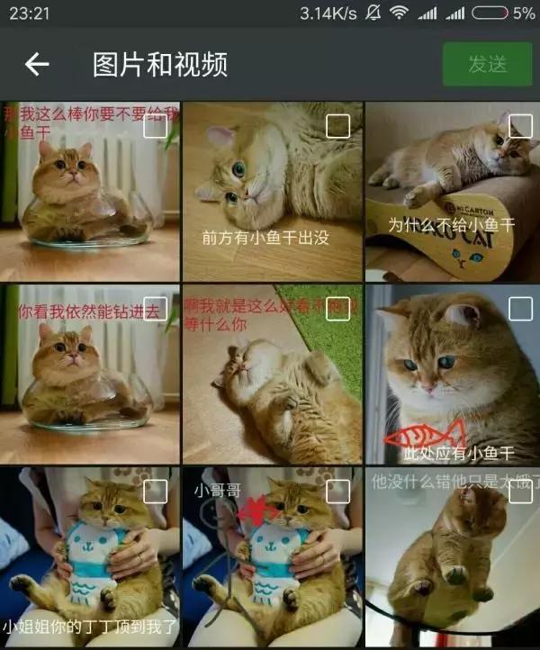 云养猫真的有人爱猫吗,云养猫最近的新闻