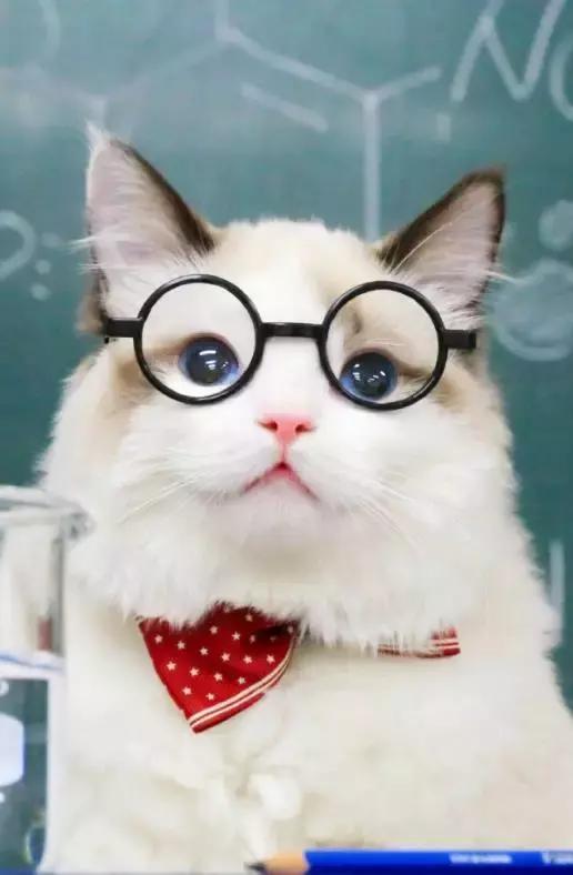 萌宠指南新手养猫猫砂怎么选,萌宠指南新手养公还是母猫