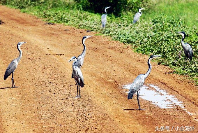 小众旅游地探索攻略,坦桑尼亚游猎攻略