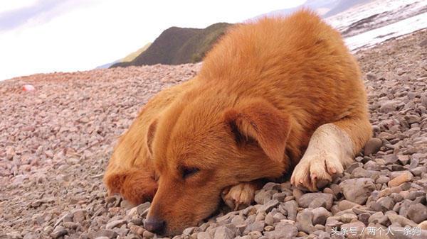 野犬抢食物被咬死,恶犬咬死野猪的全过程