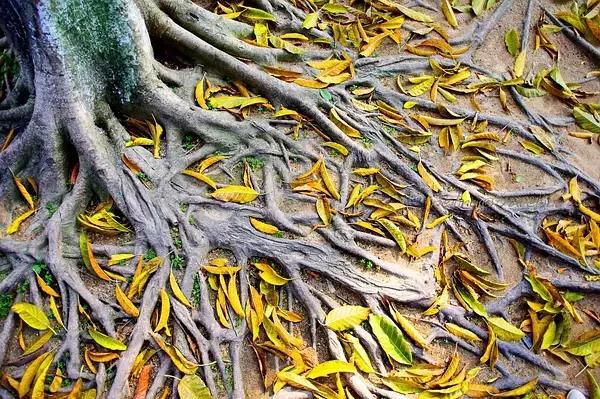 鼓浪屿三个小时游玩攻略,鼓浪屿坐船观光游玩攻略