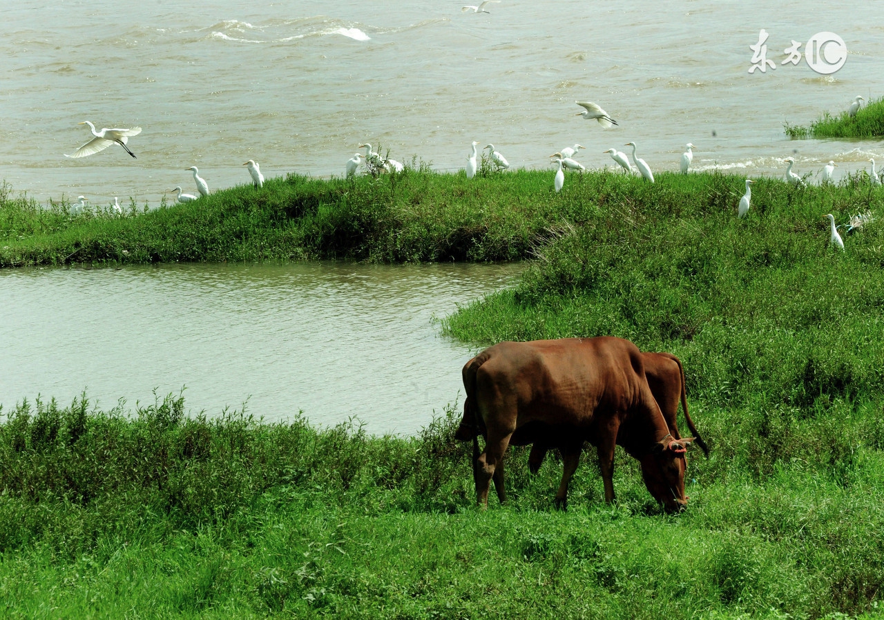 僵牛的表现,僵牛治好后长得快吗
