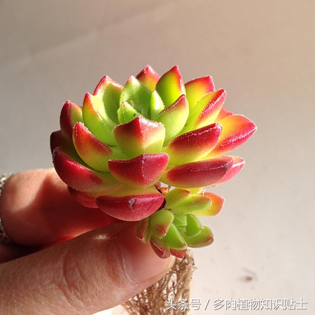 繁殖能力强又好养的多肉,培育杂交植物