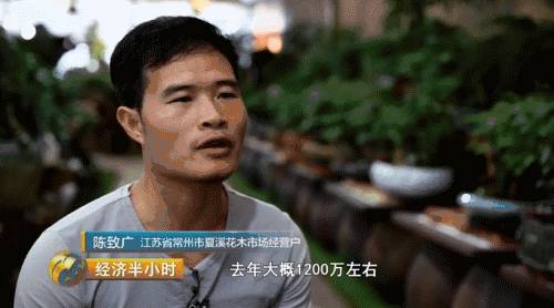 小盆栽生意赚钱吗,小盆栽几万块