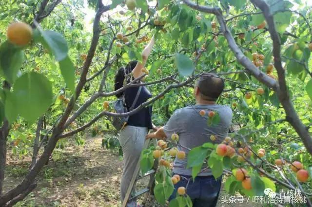 呼和浩特摘杏一日游,呼和浩特乌素图摘杏的地方