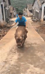 我愿成佛，佛不要我，潇洒一回又如何