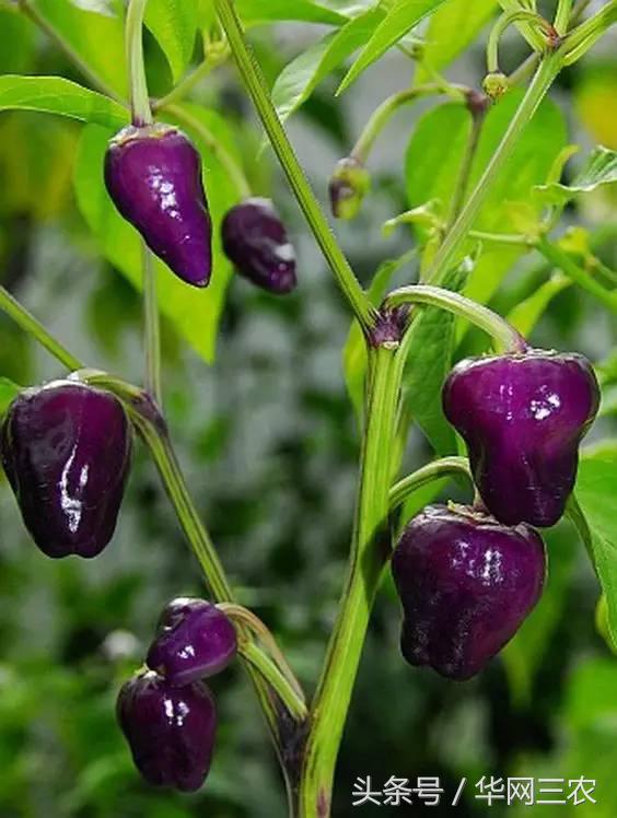 缅甸特产吃过3种算你牛？台州土特产出名啦看看有没有你老家的？网购的土特产都是家乡的味道？忻州特产？