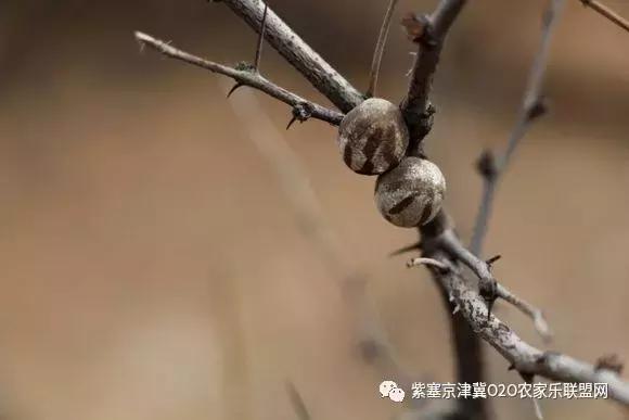 今年夏天，承德有种很小的动物，此神兽攻击力极强摸一下，神魂颠倒，还能吃？而且价格不菲！