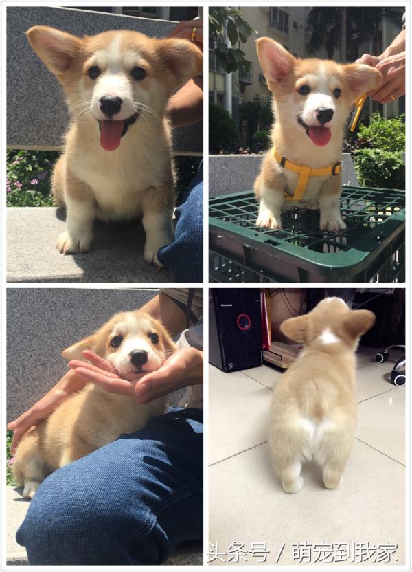 狗宝刚来家里的时候猫咪很生气，没想到后来它们居然合伙偷食吃！