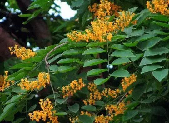 小叶紫檀值不值得购买,小叶紫檀盆景的寓意与象征