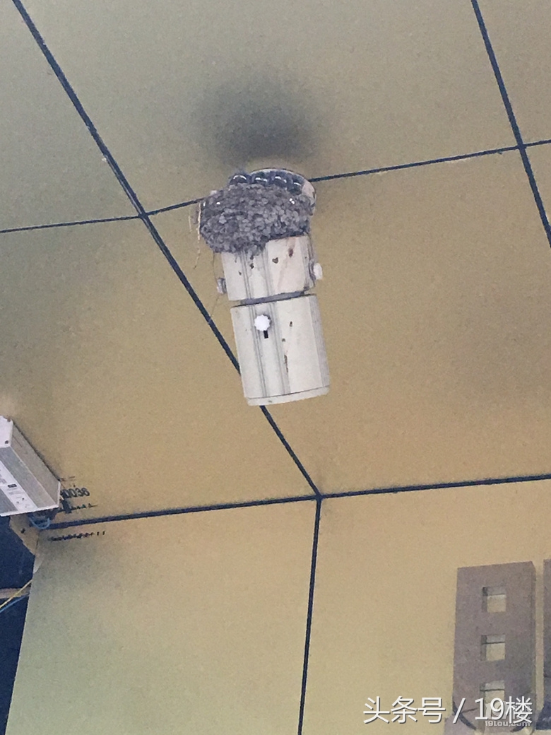 小燕子来家里筑巢被婆婆赶走了,小燕子来家里筑巢被故意弄坏