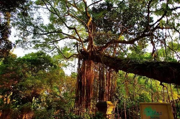 鼓浪屿三个小时游玩攻略,鼓浪屿坐船观光游玩攻略