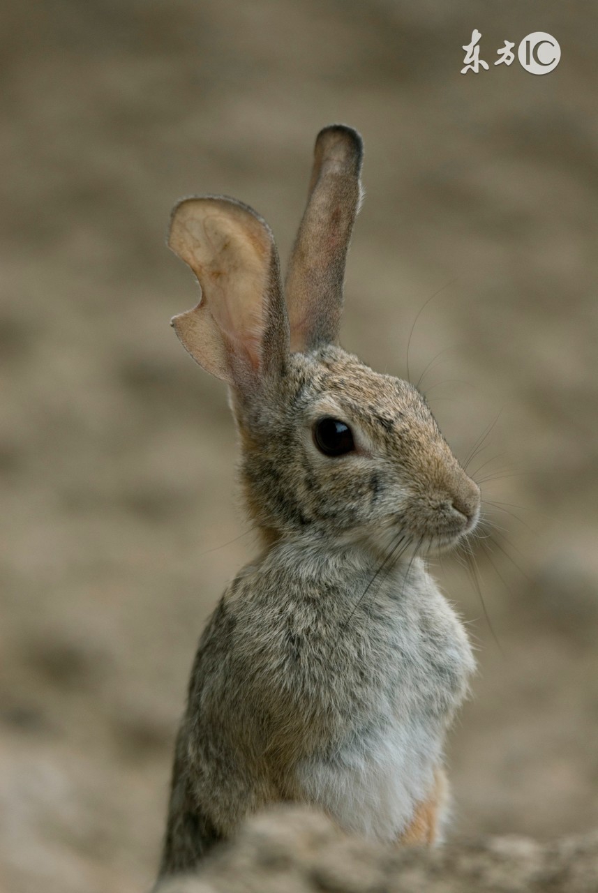 一个有长远眼光的兔子,懂得留得青山在不愁没柴烧