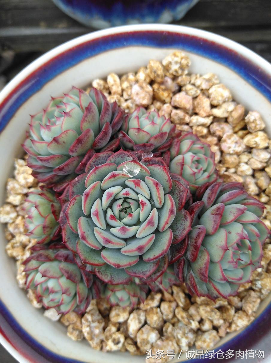 历害了,难道是假包邮区?还在露养呢