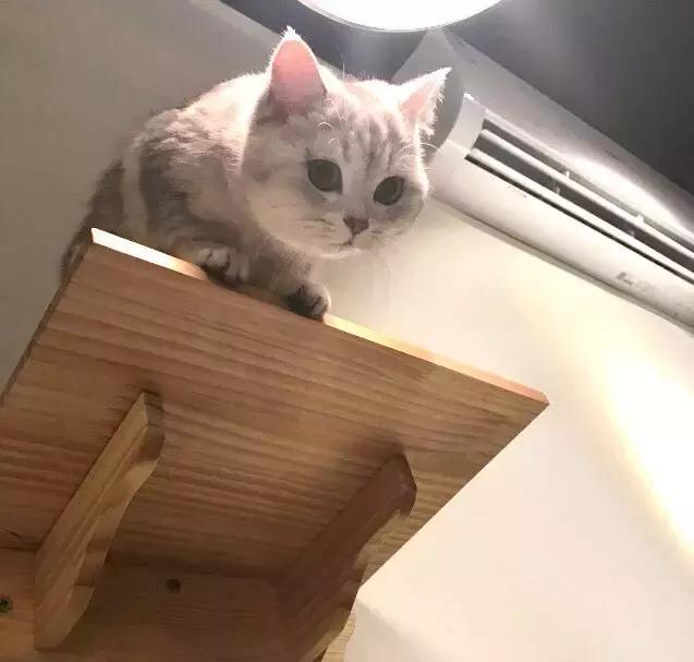 萌出血!九江这几家的撸猫店喊你来撸猫啦!美食与猫兼得!