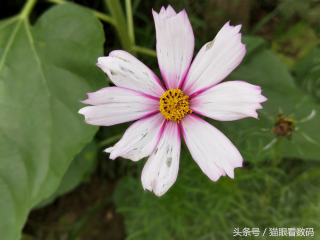 oppor11最新款手机怎么样,oppor11成为最热手机特性