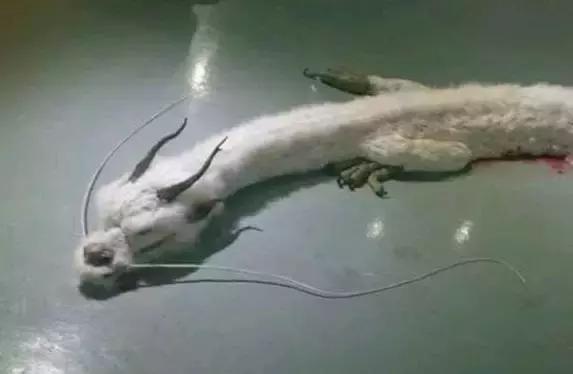 东北保家仙传说真实故事,揭秘东北保家仙的故事