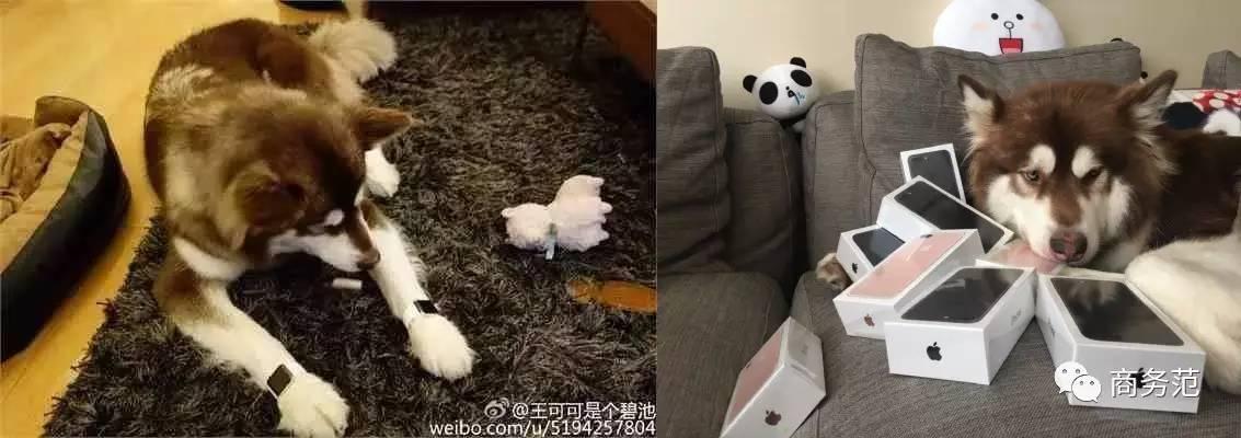 王思聪送王可可视频,王可可怎么遇到王思聪的