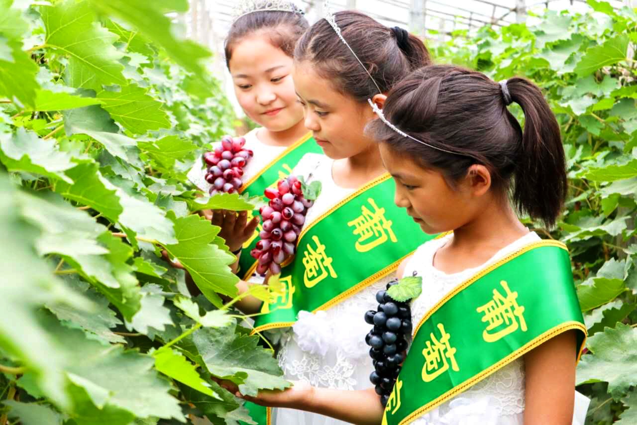 邢台广宗，葡萄王来了