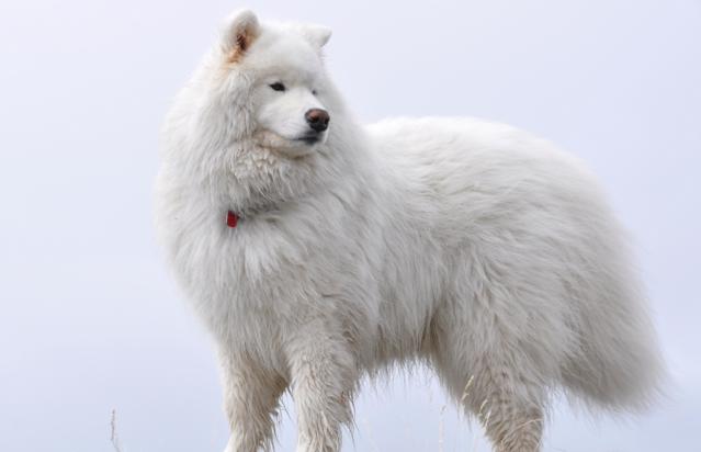 最贵的温顺的不掉毛的宠物狗,全国最贵的小型宠物狗是哪种