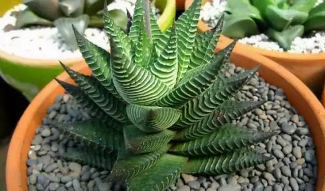 十二卷多肉植物怎么养,十二卷多肉如何养根