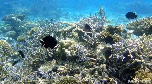 马尔代夫潜水岛推介,马尔代夫潜水好的岛屿